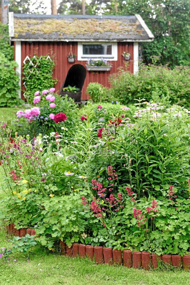 Pioner och alunrötter odlas närmast, med aklejor, samt rosa pioner och rosa rosenkrage bakom.