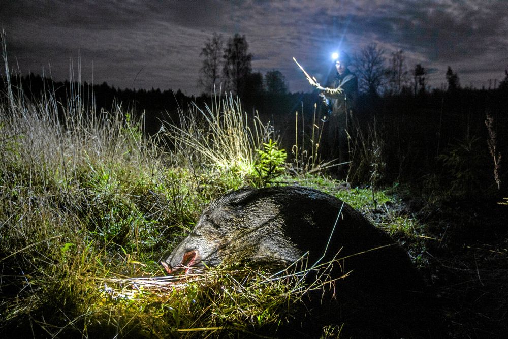 Med en bättre lampa hittar Christer Lindberg galten han just fällt med ett enda välriktat skott. Det var värt en missad middag, hur vällagad den än var.