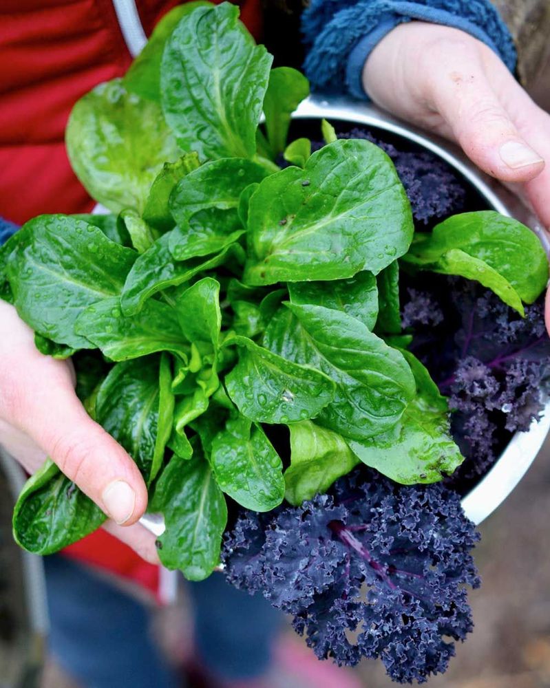 Salladsblad i flera färger ger fin blandsallad.