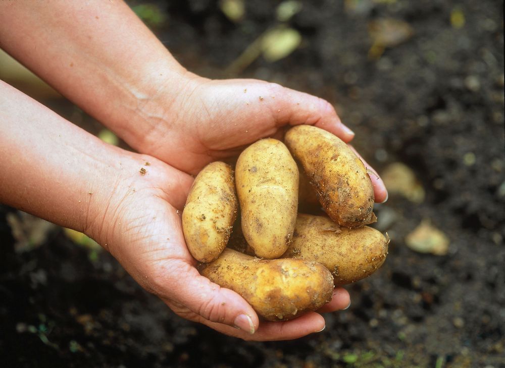 Väldigt gott med mandelpotatis! Och nyttigt!