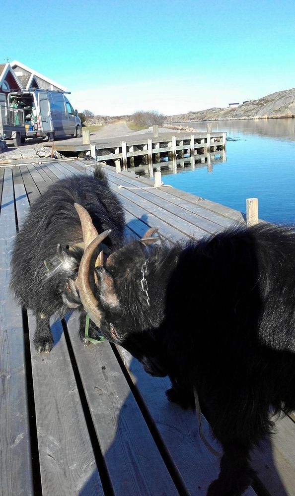 De två killingarna Hugin och Munin stångas lite på bryggan.
