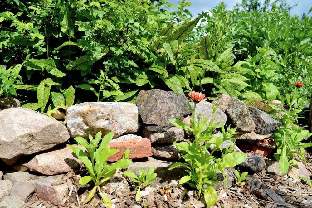 Många sommarblommor självsår sig och kan lätt flyttas. Till exempel ringblomman som sått sig bredvid den lilla muren barnen byggt under äppelrosen.
