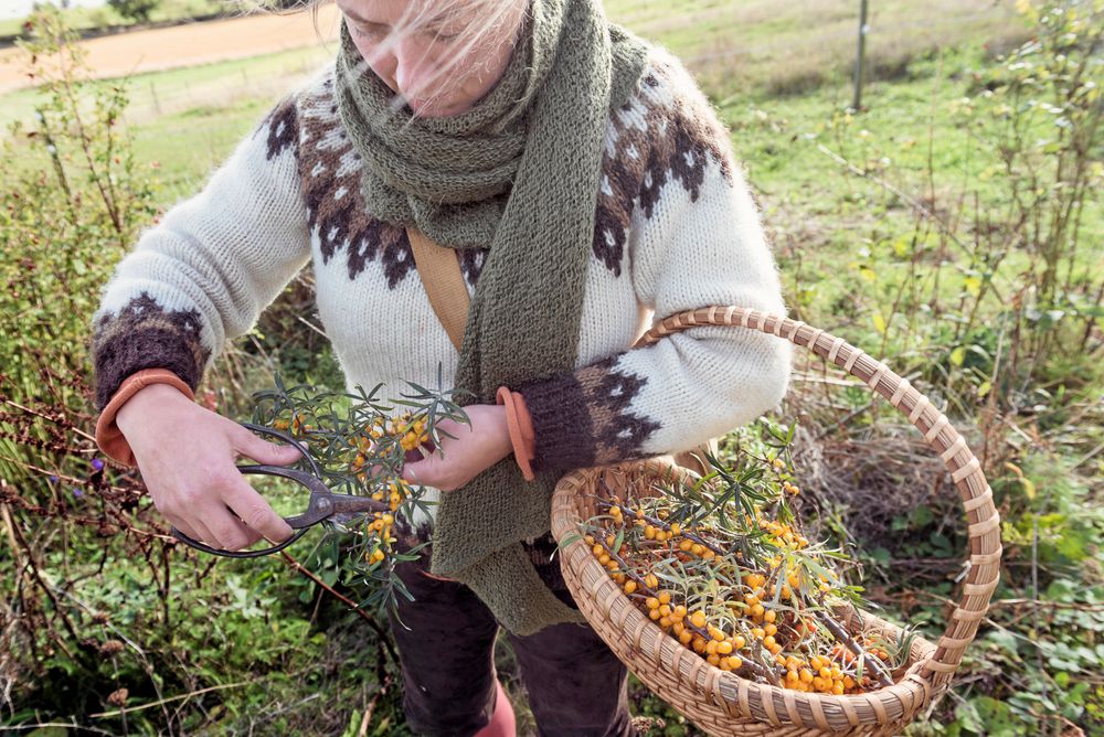 Kvinna i mönsterstickad tröja står med korg på armen och klipper havtorn.