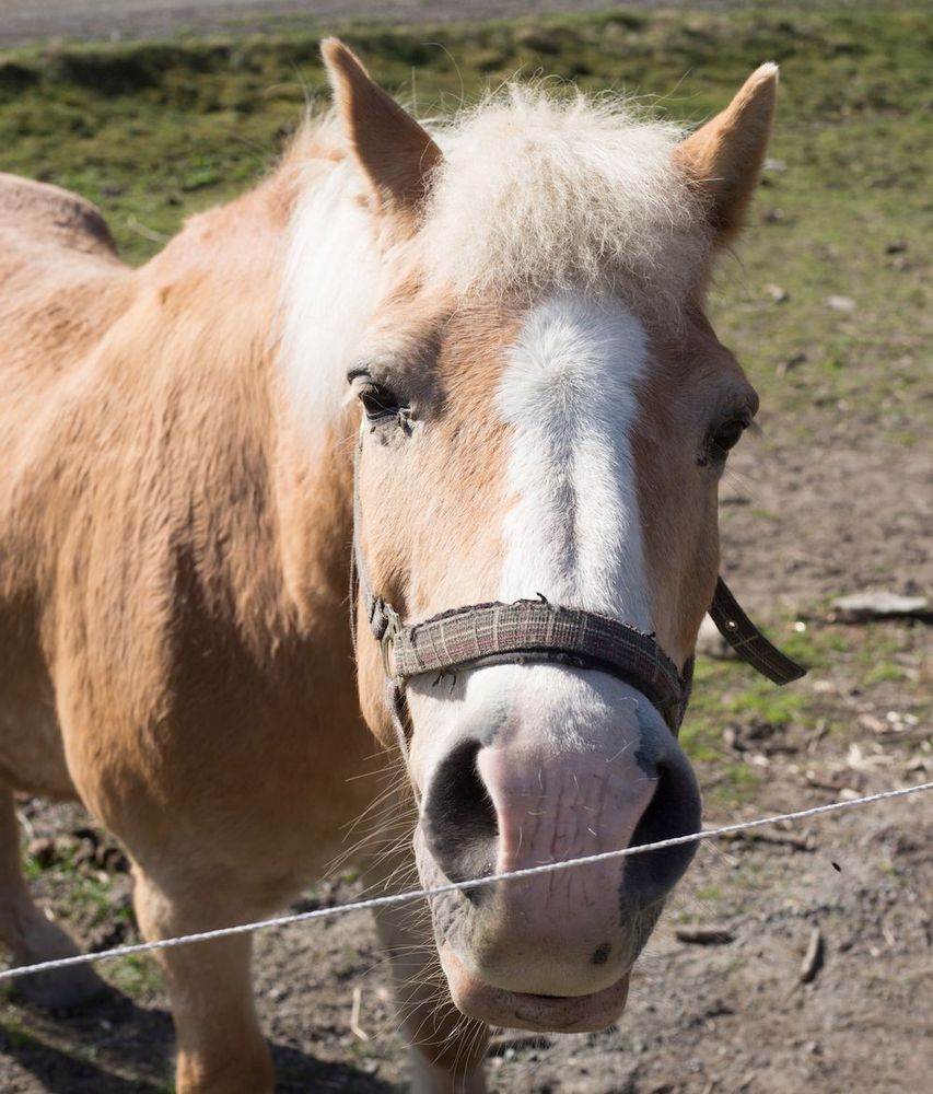 Hästen Niki, av rasen Haflinger som ser ut som "mininordsvenskar".