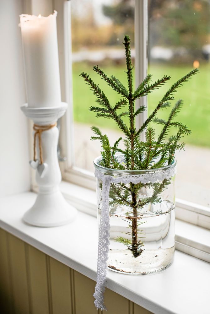 En grankvist i en glasvas blir en avskalat vacker julprydnad från naturen.