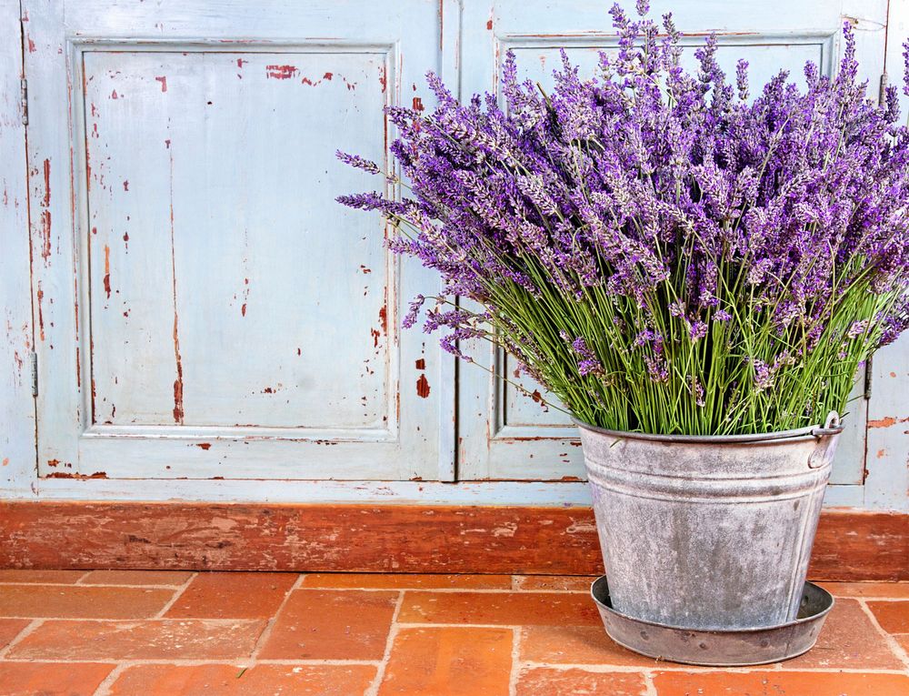 Lavendel, en så vacker växt! Alla älskar den, även insekterna!