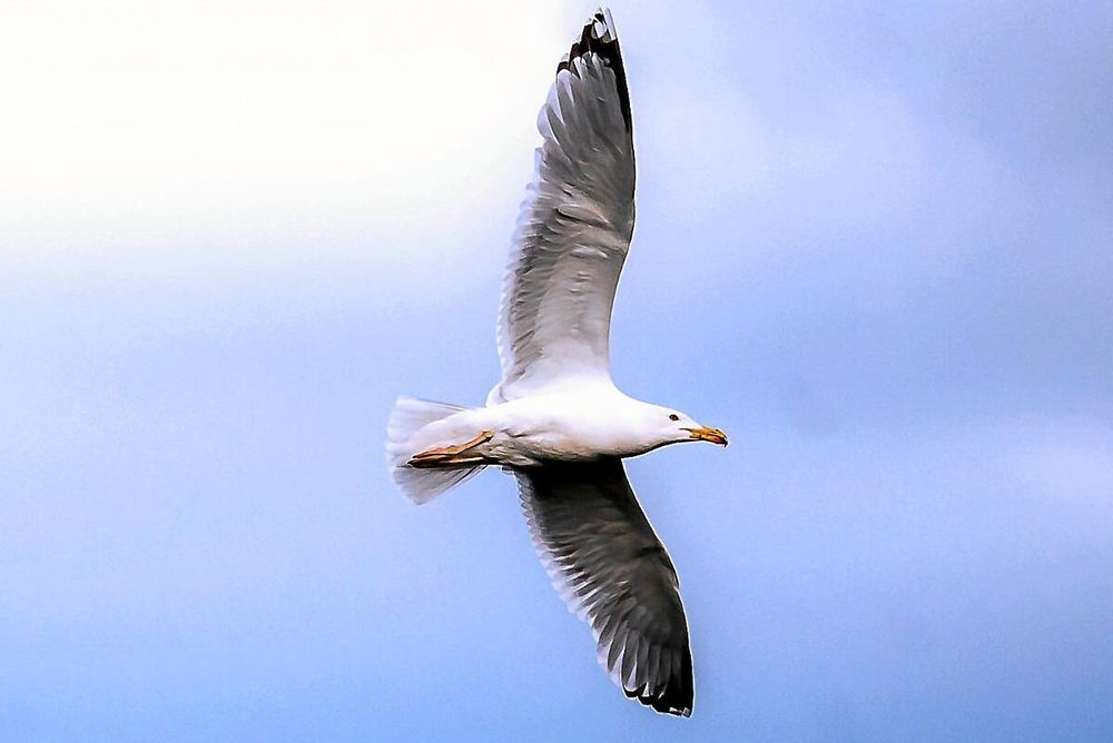 Många fåglar sparar energi genom att segelflyga när vindarna bär. Här en gråtrut som liksom andra måsfåglar är både skickliga flygare och hyfsade simmare.