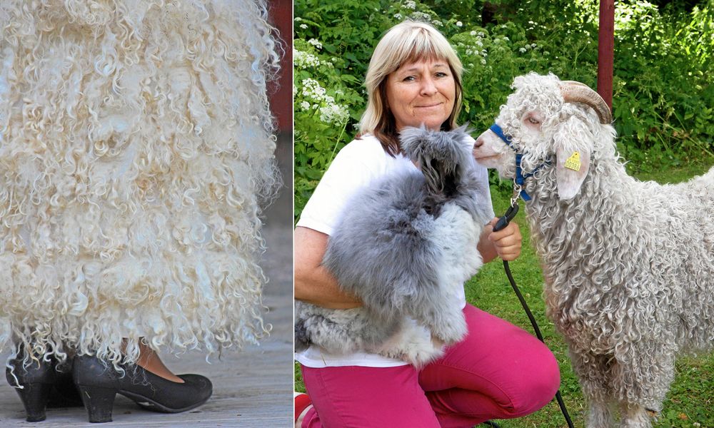 Känns lockarna igen. De på kjolen har kommit från gårdens angoragetter.