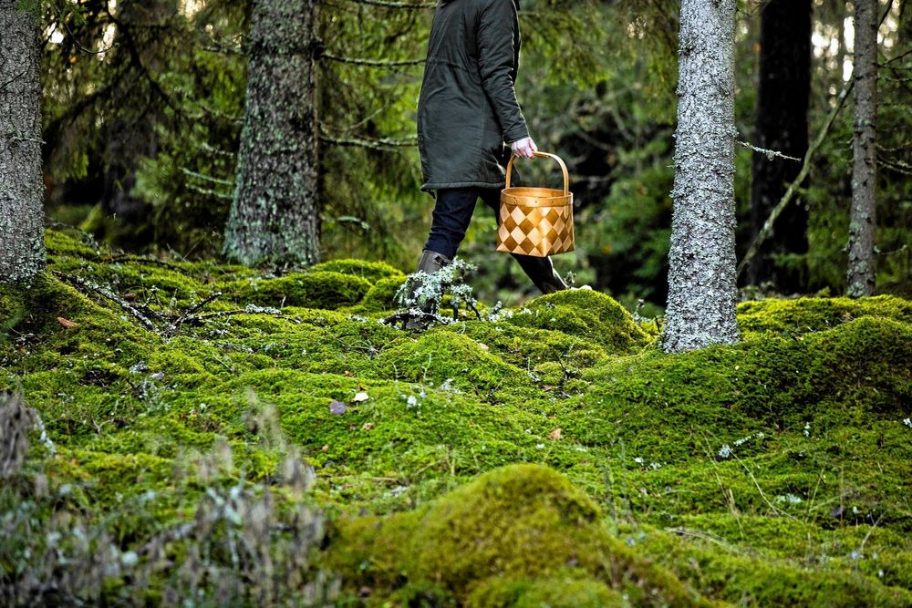 Paret vill uppmuntra gästerna att gå ut och njuta av skogens lugn, ljud och dofter.