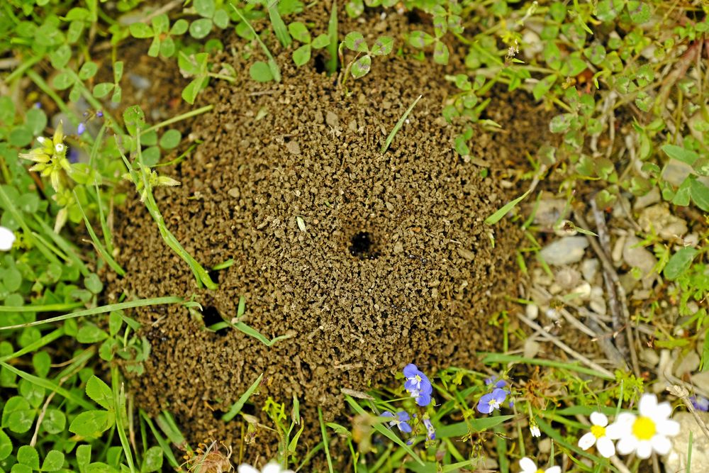 Trädgårdsmyrans bo ute i naturen.