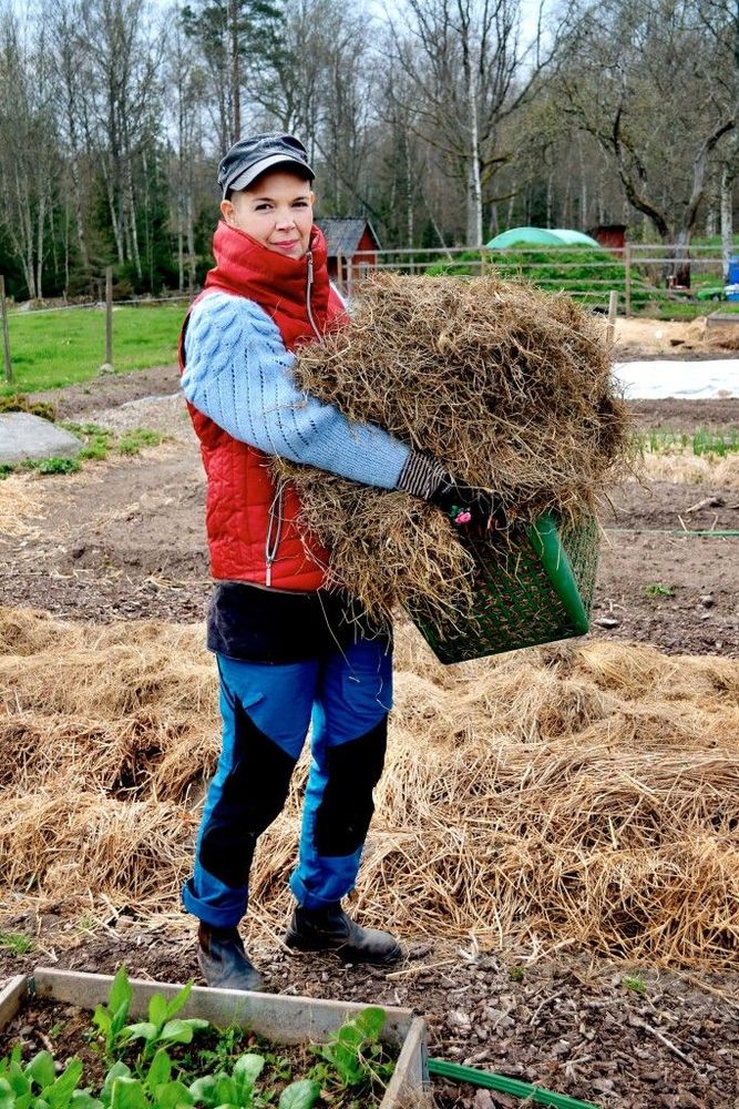 Sara i täckartagen. Gammalt ensilage från ett lantbruk i närheten är fint att täcka med på våren.