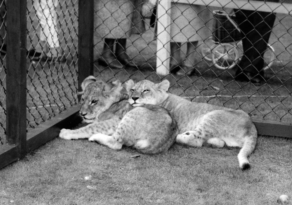 Lejon inlånade från Köpenhamns Zoo. Foto: Liseberg.