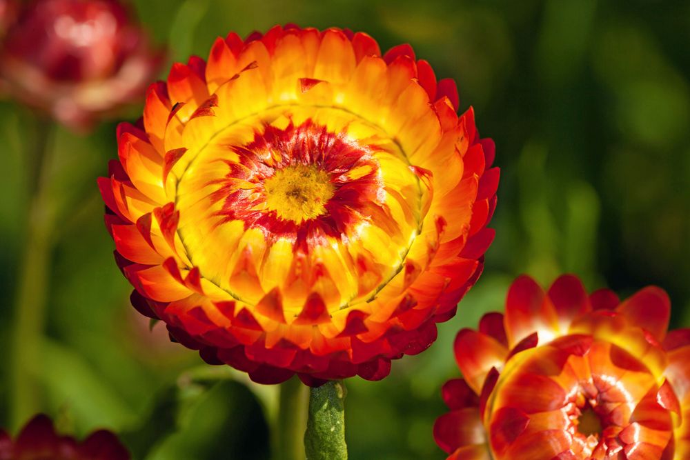 Närbild av en färgglad orange och gul blomma.