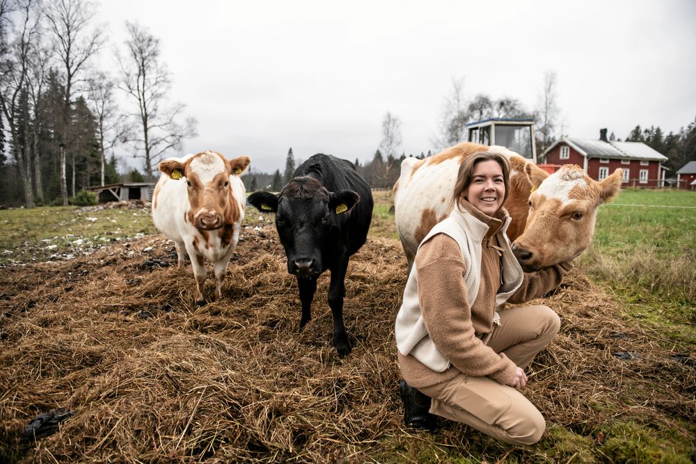 Olivia med de tre fjällnära ko som finns på gården i dag, Flora, Jorm och Fjälli.