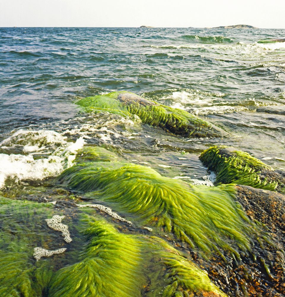 Övergödning i Östersjön har försämrat torskbeståndet.