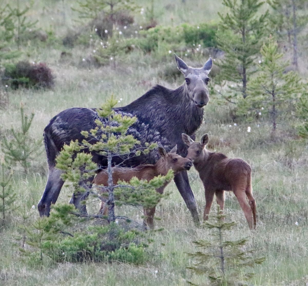 Älgko med två kalvar står i en skogsglänta bland små granar