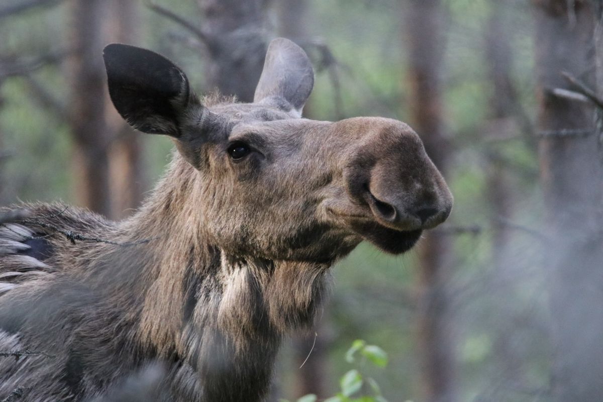 Älg i skogsmiljö, närbild med suddig skog i bakgrunden