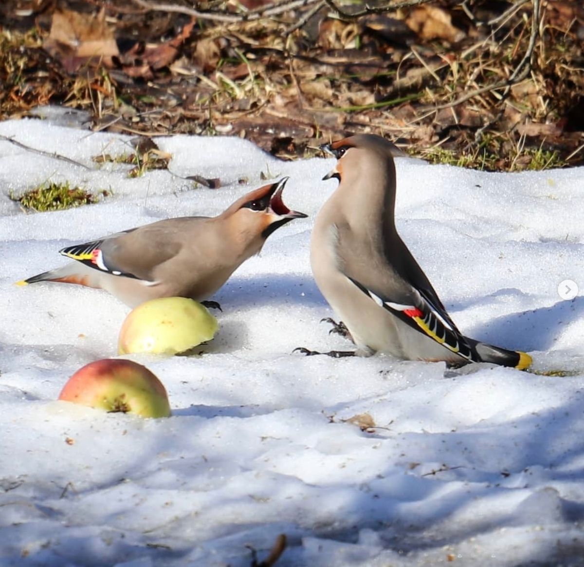 Sidensvansar på snötäckt mark verkar gräla intill halvätna äpplen