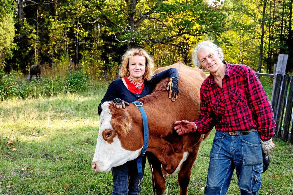 Ann-Helen Meyer von Bremen och Gunnar Rundgren står bredvid en ko i hagen.