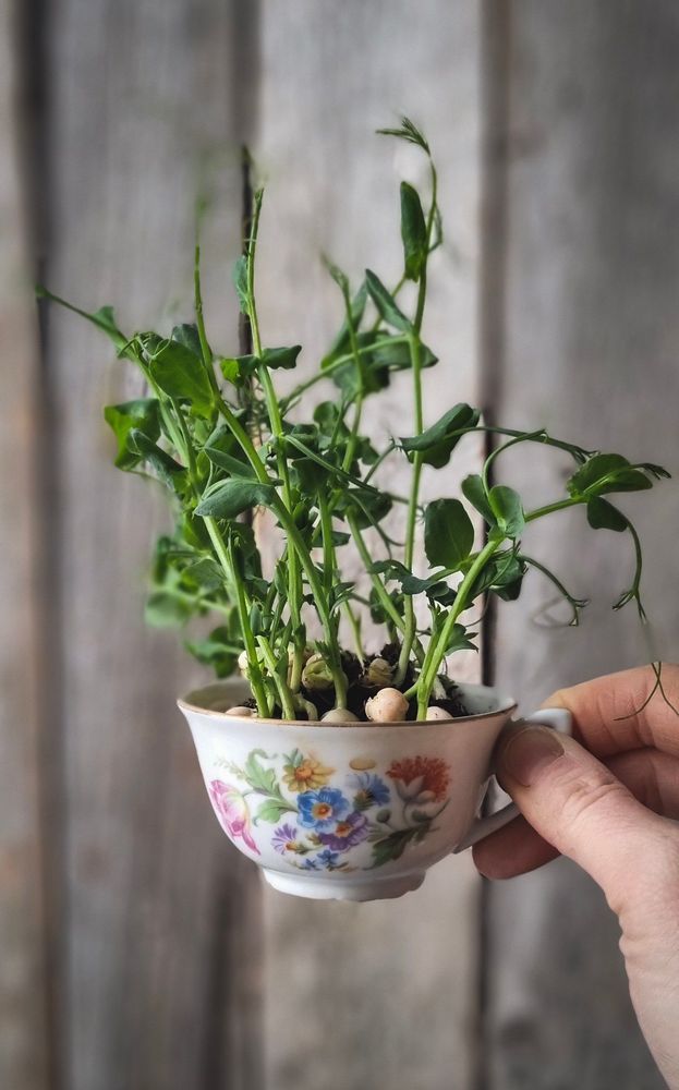 Ärter växer i en blommig tekopp mot träbakgrund.
