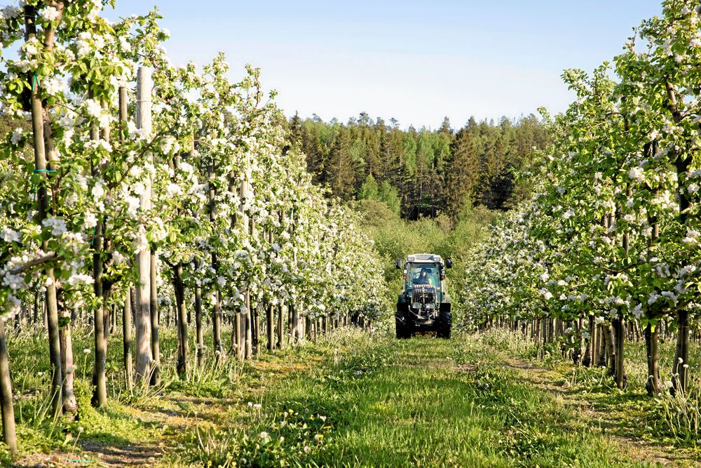 Traktor i äppelgården.