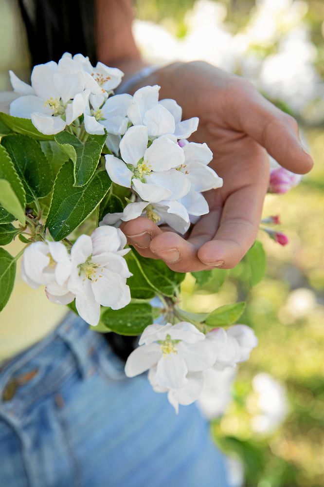 Hand som håller öppelblom.