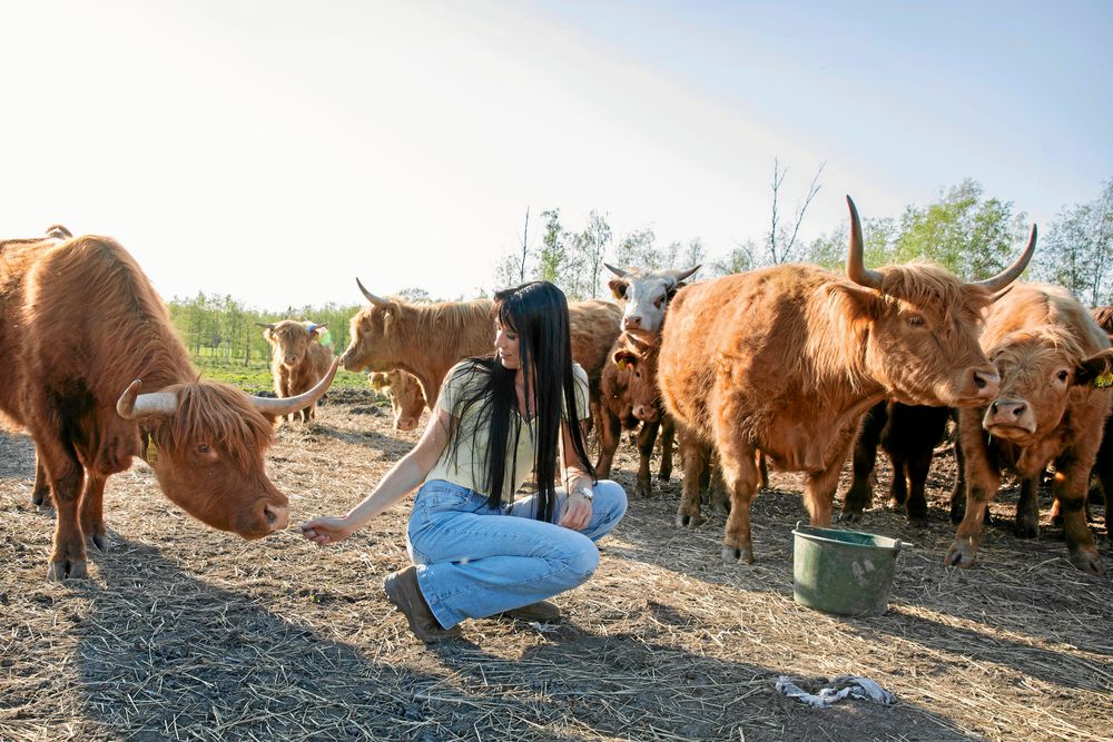 Petra bland Highland Cattle-kor.
