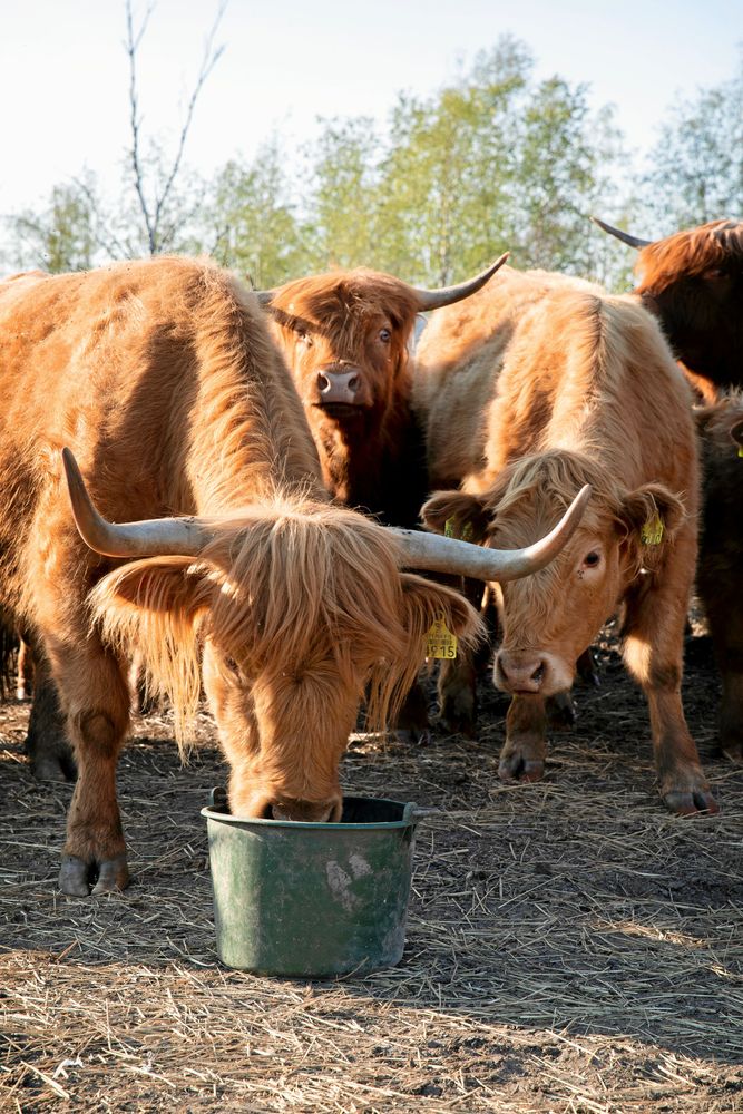 Highland Cattle-kor äter ur hink.