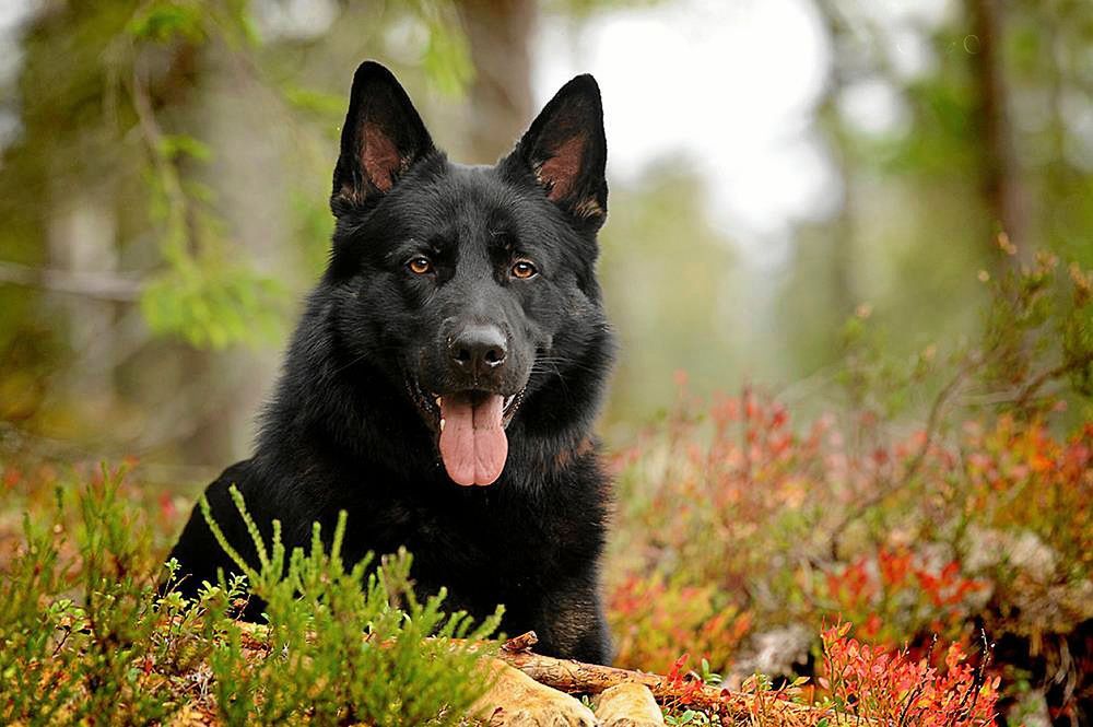 Svart schäferhund i skogsmiljö.