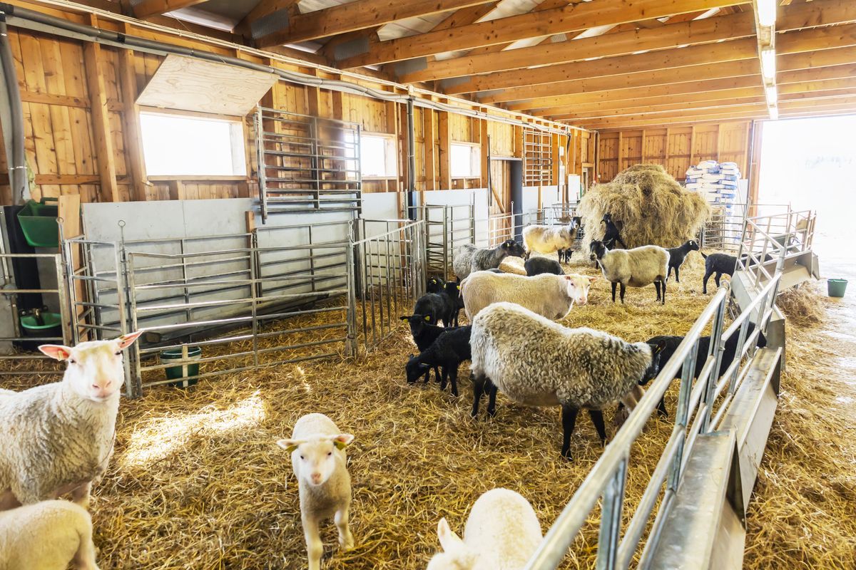 Får och lamm i en ljus ladugård med halm på golvet och hö i bakgrunden
