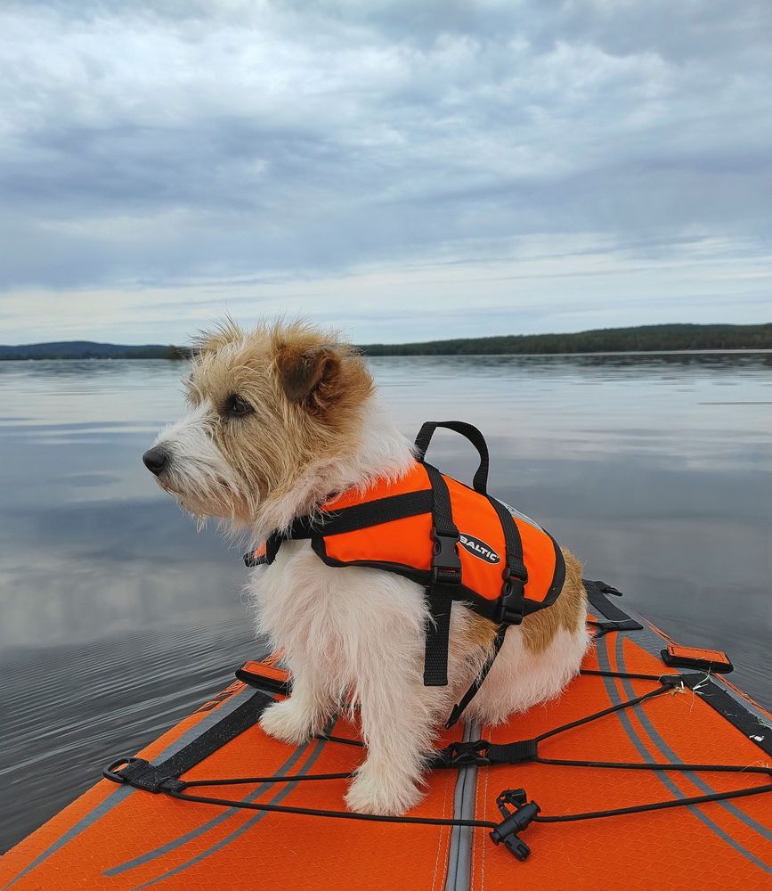 Hund på paddelbräda.