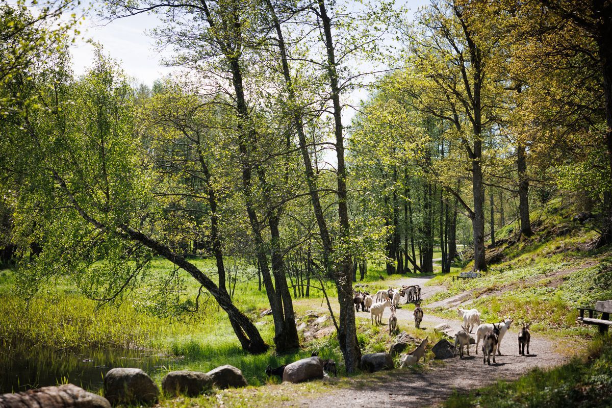 Getflock vandrar på skogsstig vid liten damm en solig vårdag
