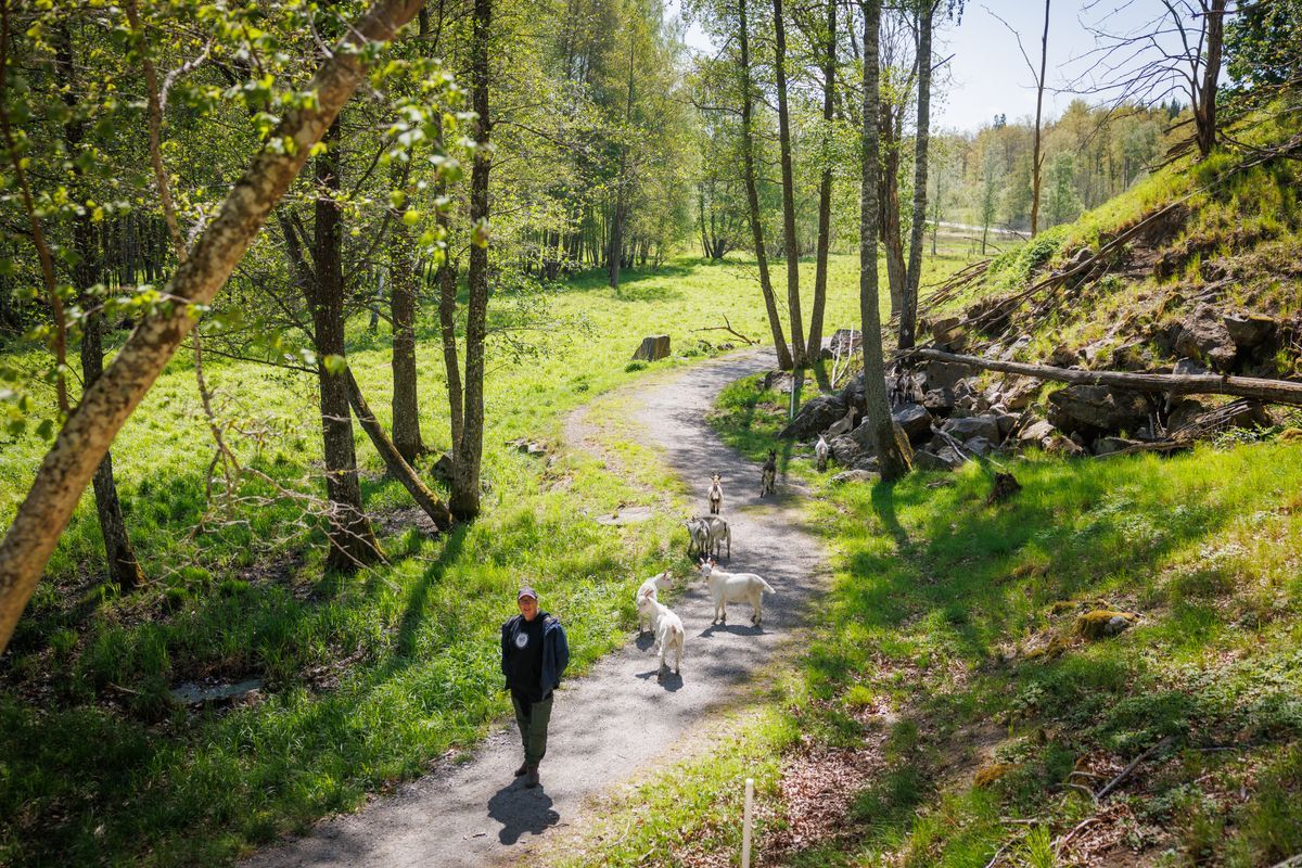 Person går på skogsstig med tre getter en solig vårdag