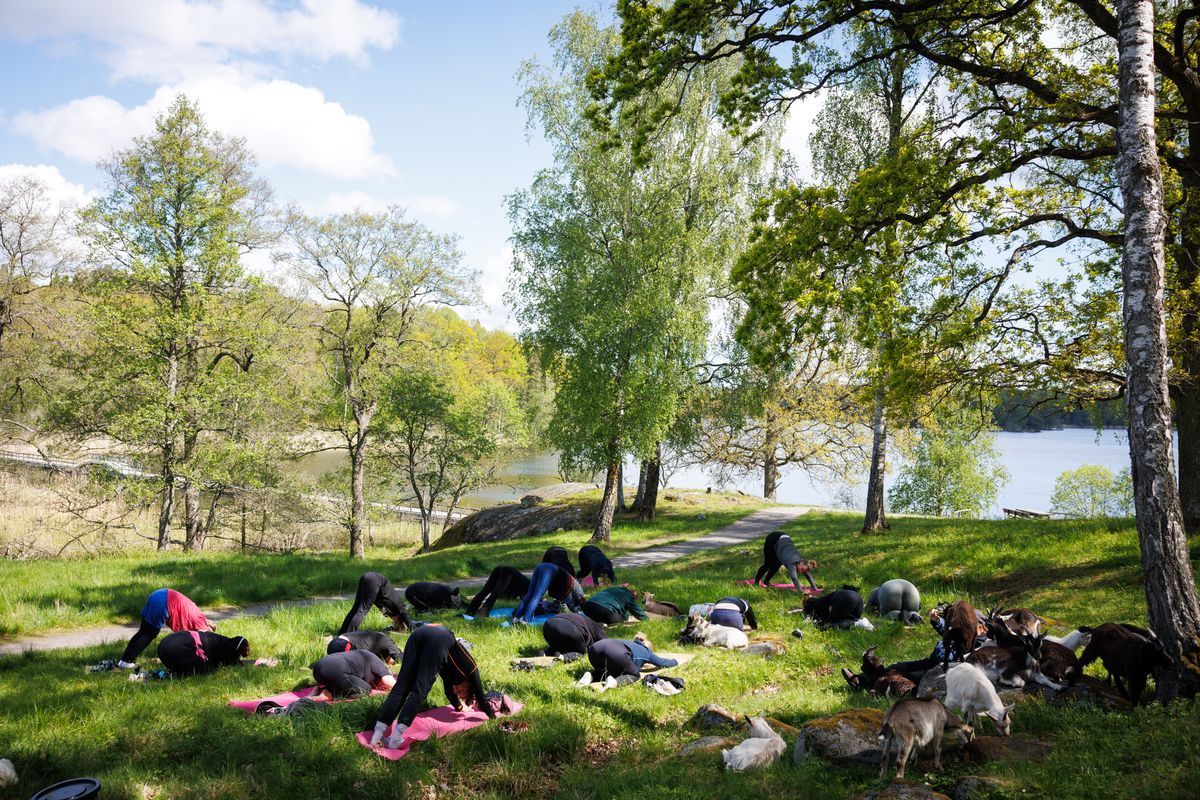 Grupp tränar yoga utomhus med getter på gräsmatta vid en sjö i skogen