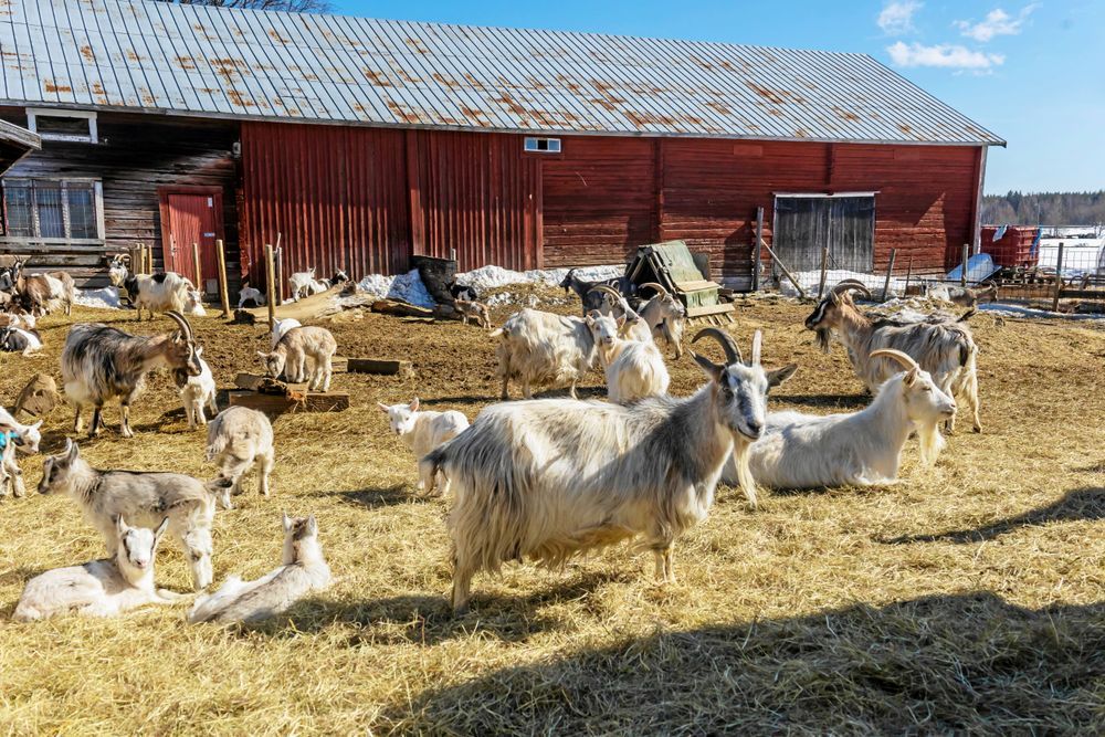 Getter på en bondgård med röda byggnader i soligt väder.
