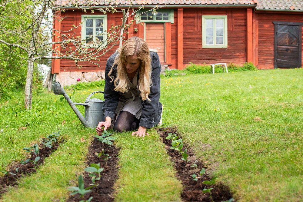 Kristine Yngfors planterar teplantor i trädgårdsland framför rött trähus