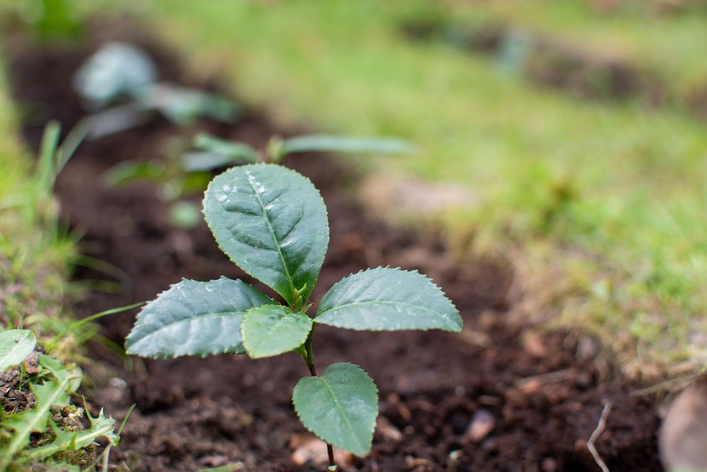 Närbild på ett nyplanterat grönt skott i fuktig jord i trädgård