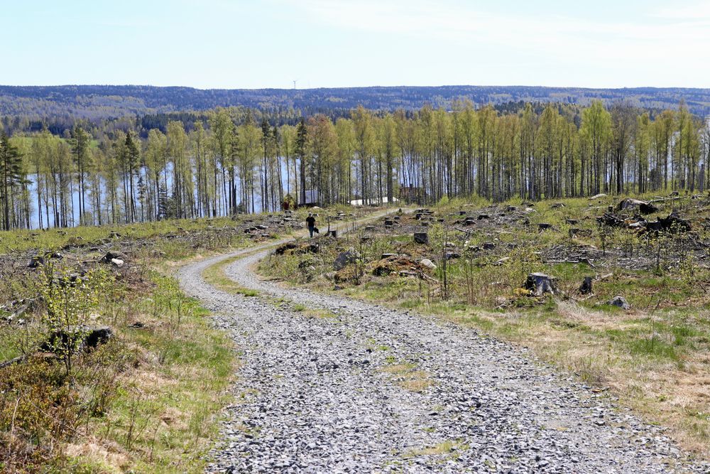 Grusväg genom skogsglänta med sjö och skog i bakgrunden.