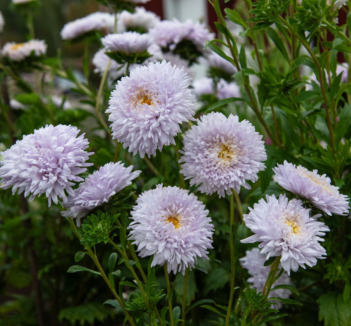 Kluster av fluffiga lila asterblommor i trädgård