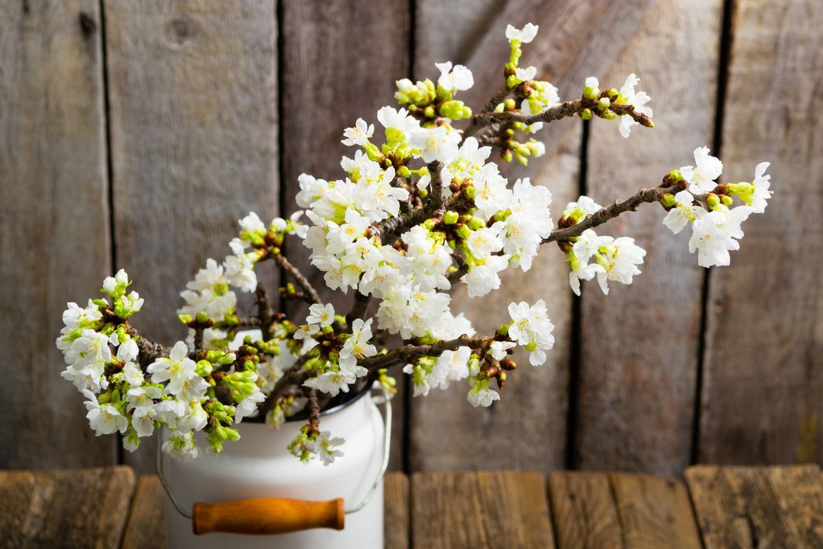 Vita äppelblommor i knopp och blom i en vit kanna mot träbakgrund