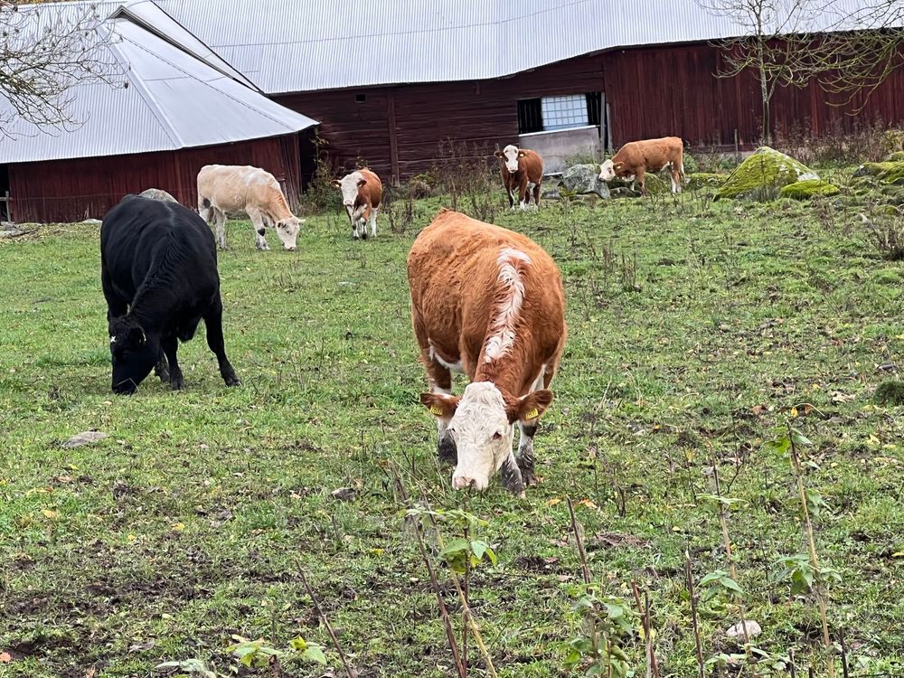 Kor betar på en grön äng framför en ladugård.