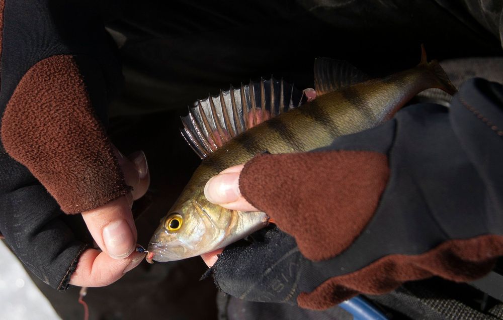 Händer med fingervantar håller en liten abborre och lossar fiskekroken ur munnen