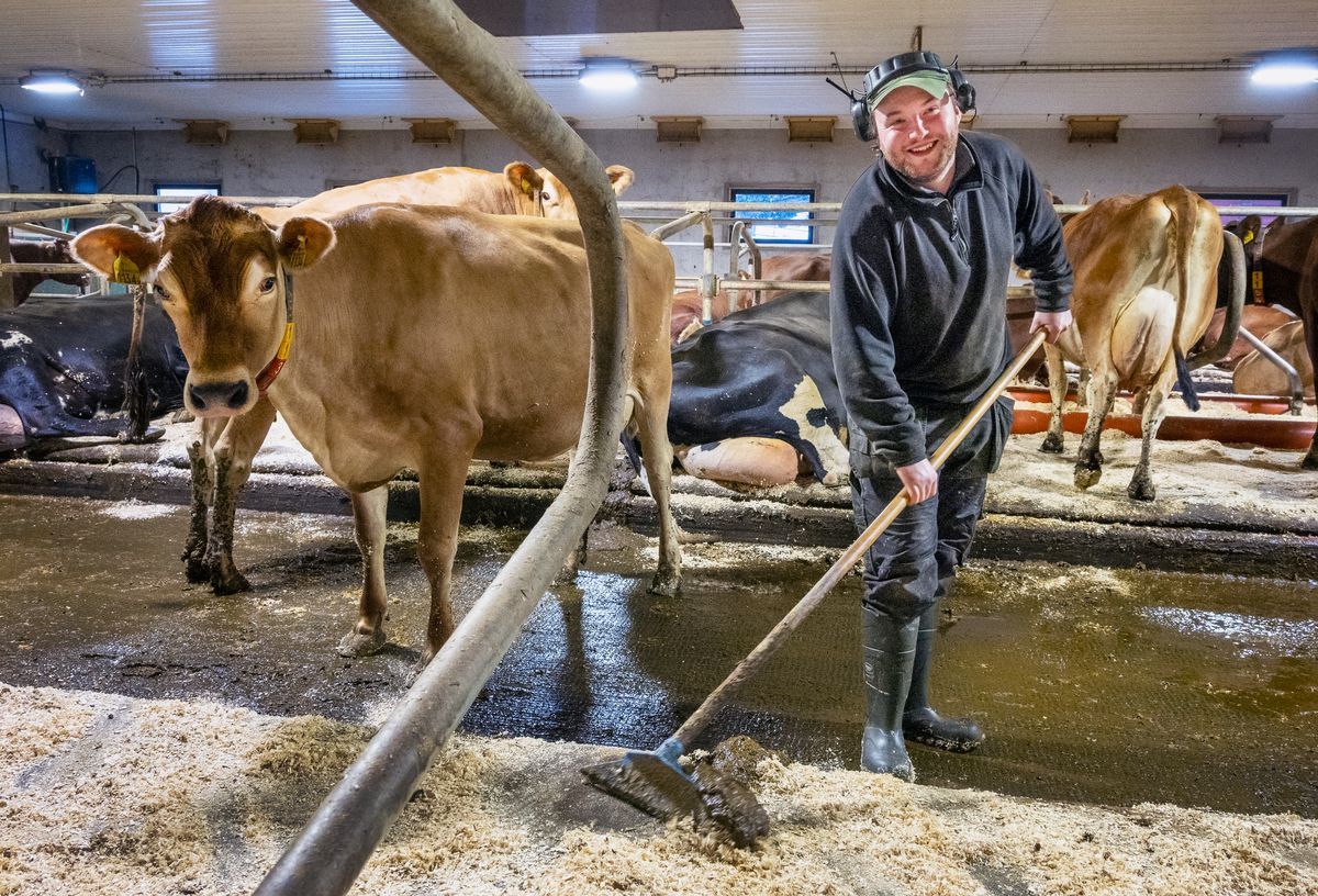 Leende Klas mockar i ladugård bredvid kor som står i sina bås
