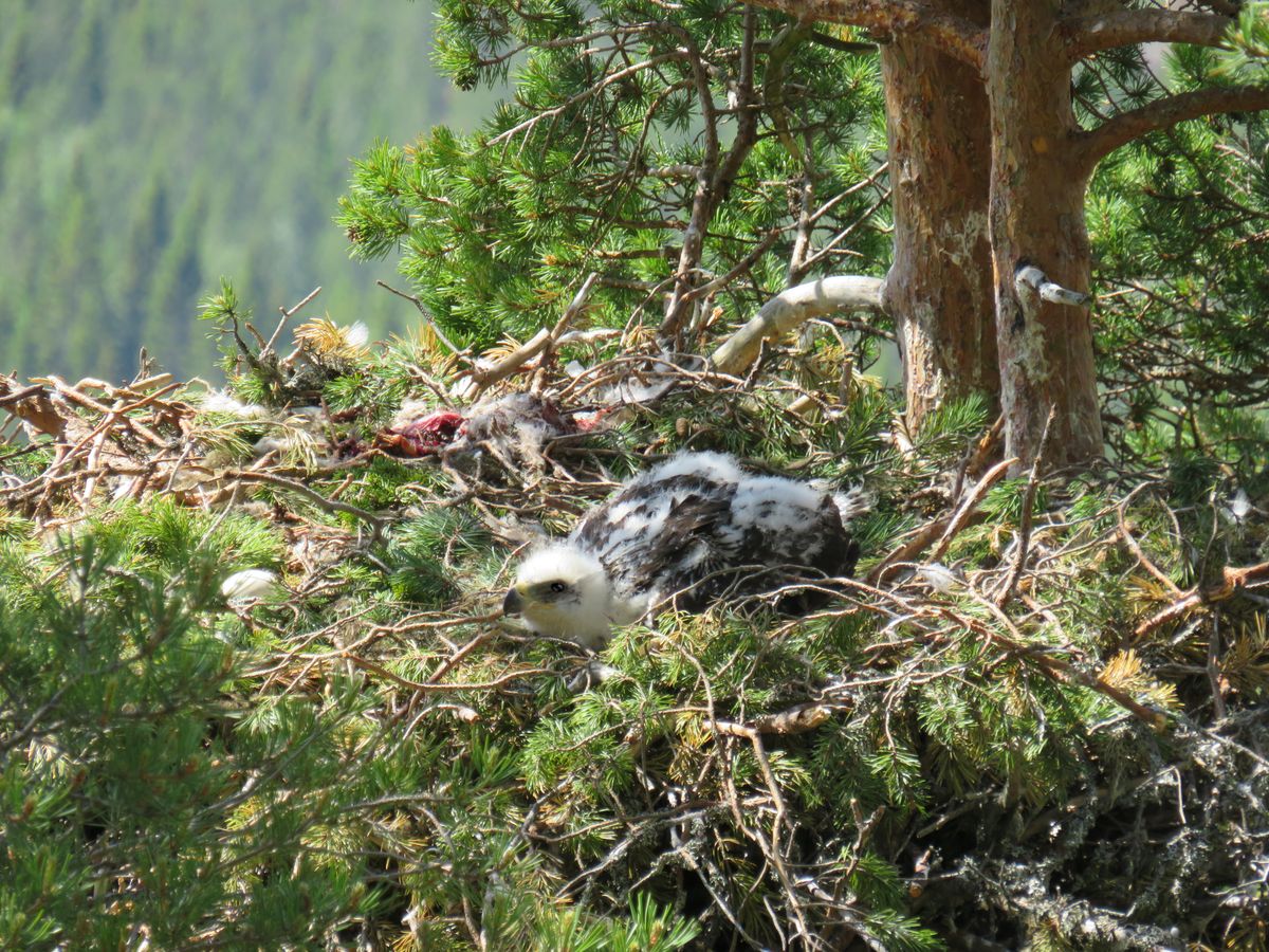 Kungsörnsunge i sitt bo.