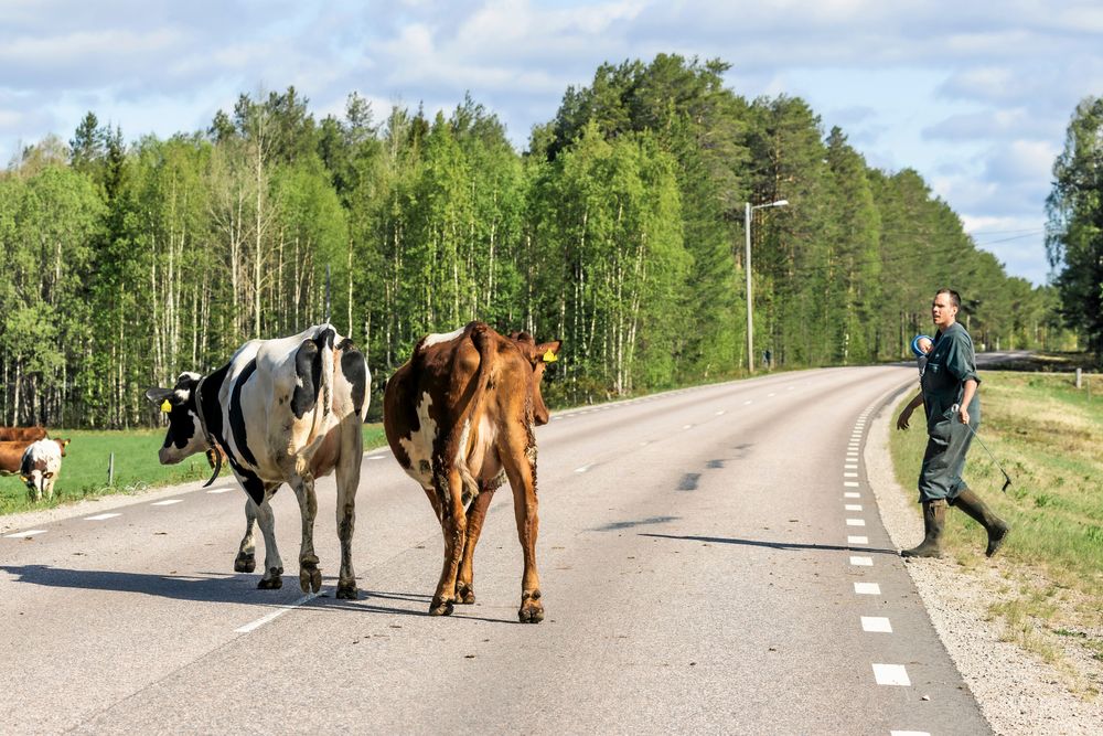 Jakob driver korna över vägen till nya, gröna betesmarker på andra sidan vägen, med lille Lukas i bärsele.