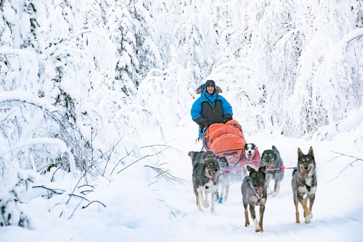 Person kör hundspann genom snötäckt vinterskog