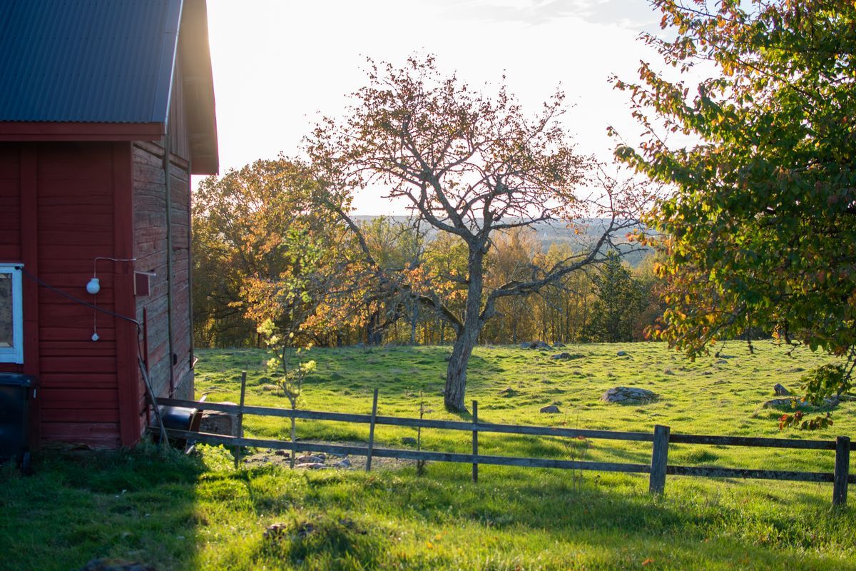 Träd och äng bredvid en röd lada.