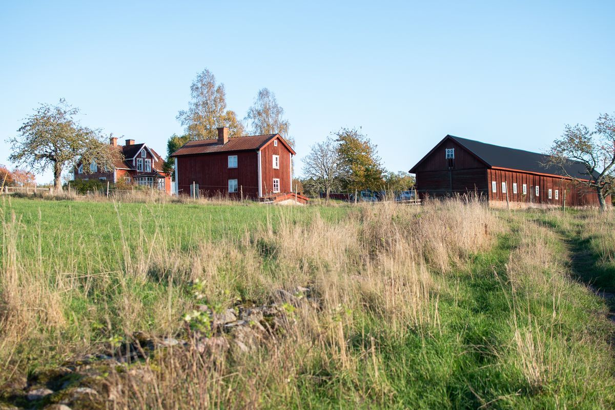 Röda trähus på landsbygden en solig dag.
