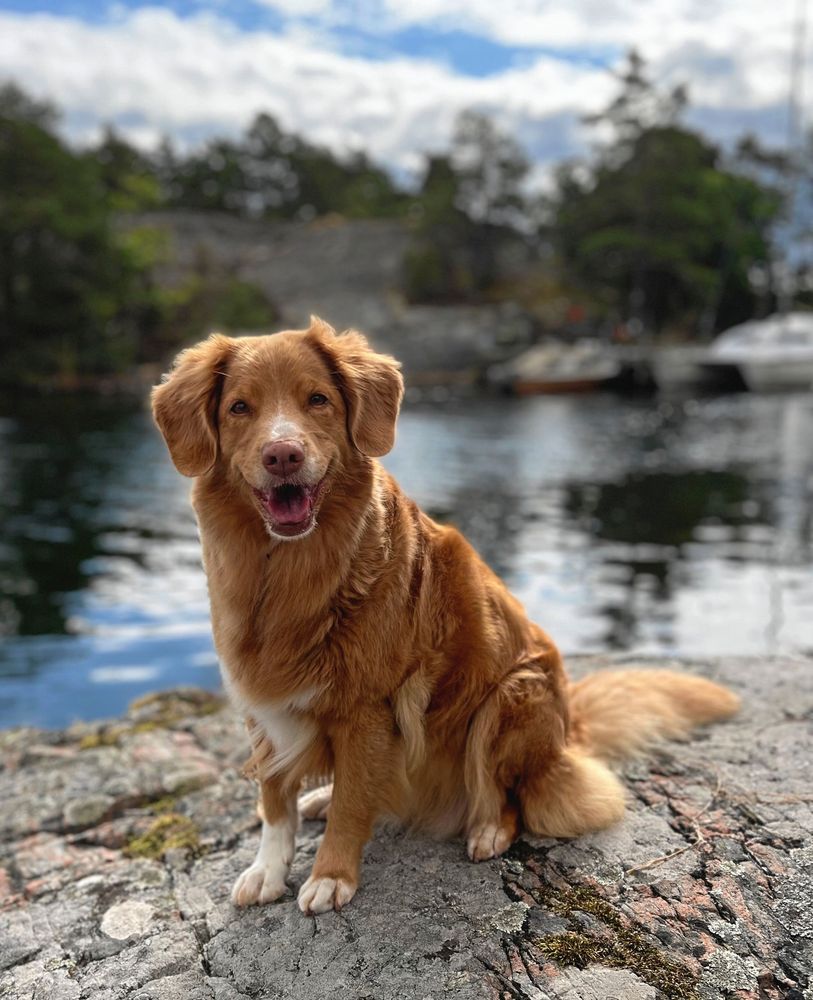 Hund på klippa.