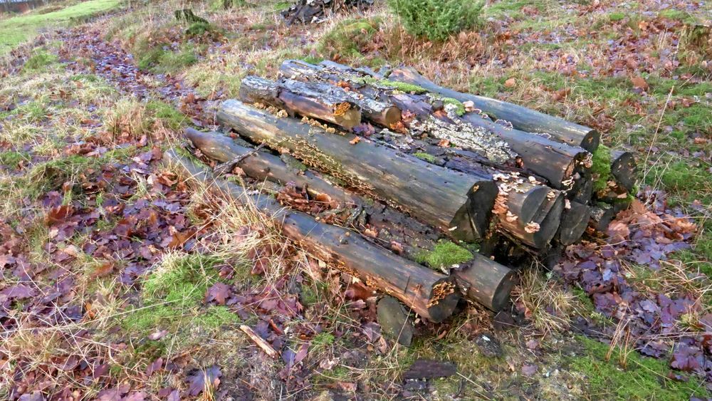 Stockar ligger på marken bland löv och gräs.